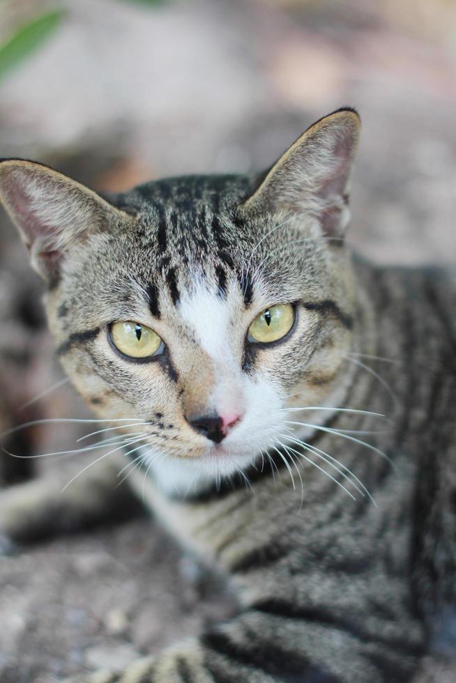 Grey striped cat enjoy and relax on Soil floor in garden with natural sunlight photo