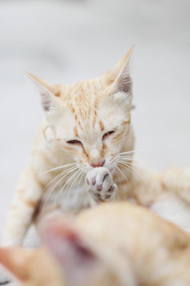 naranja a rayas gato disfrutar y relajarse en hormigón piso con natural luz de sol foto