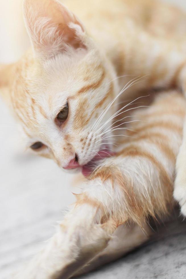 naranja a rayas gato disfrutar y relajarse en hormigón piso con natural luz de sol foto