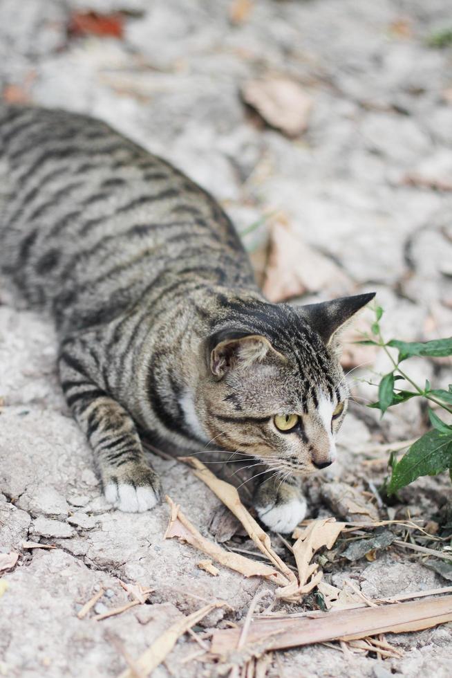 gris a rayas gato disfrutar y relajarse en suelo piso en jardín con natural luz de sol foto