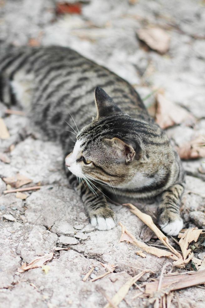 gris a rayas gato disfrutar y relajarse en suelo piso en jardín con natural luz de sol foto