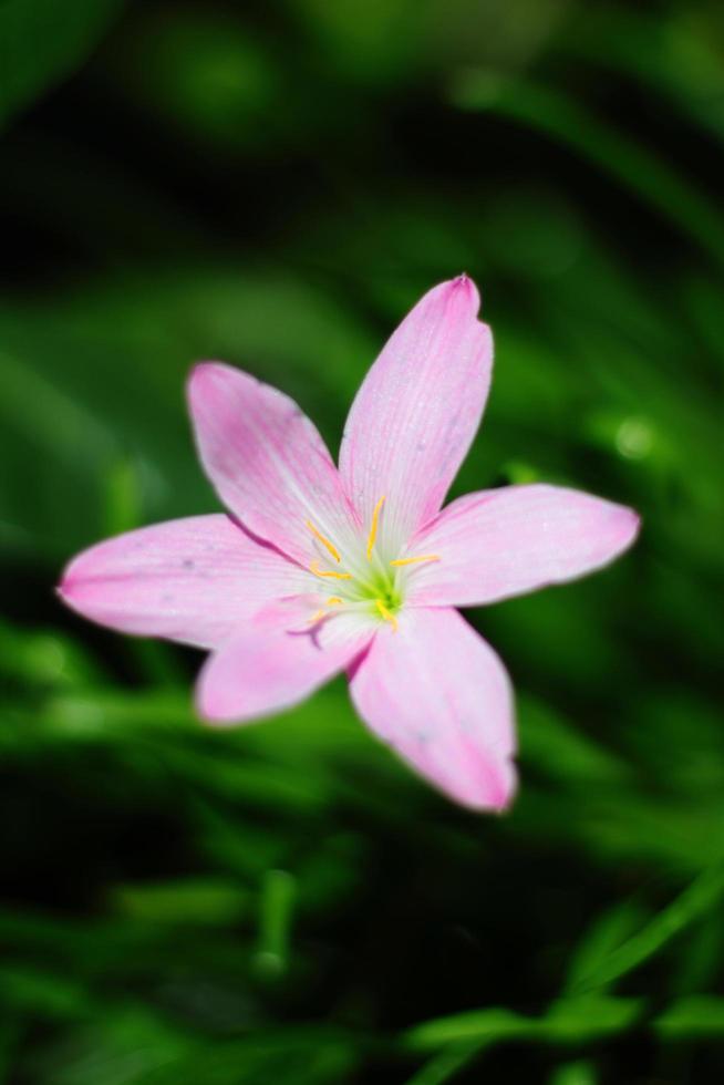 florecer Zephyranthes lirio, lluvia lirio, hada lirio, pequeño brujas flores es flores silvestres en tropical bosque foto