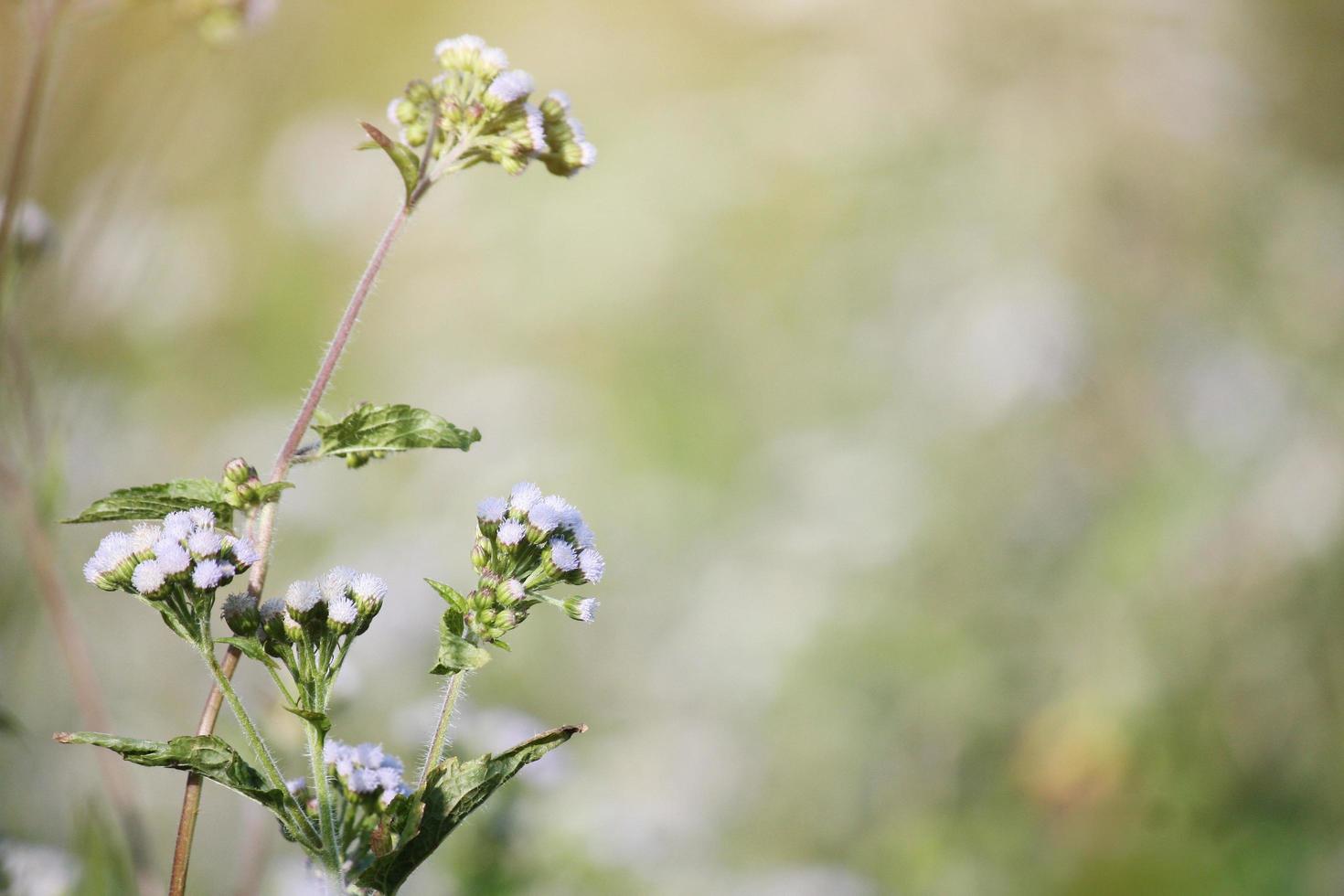 Beautiful blooming white wild flowers fields in springtime and natural sunlight shining on mountain. photo