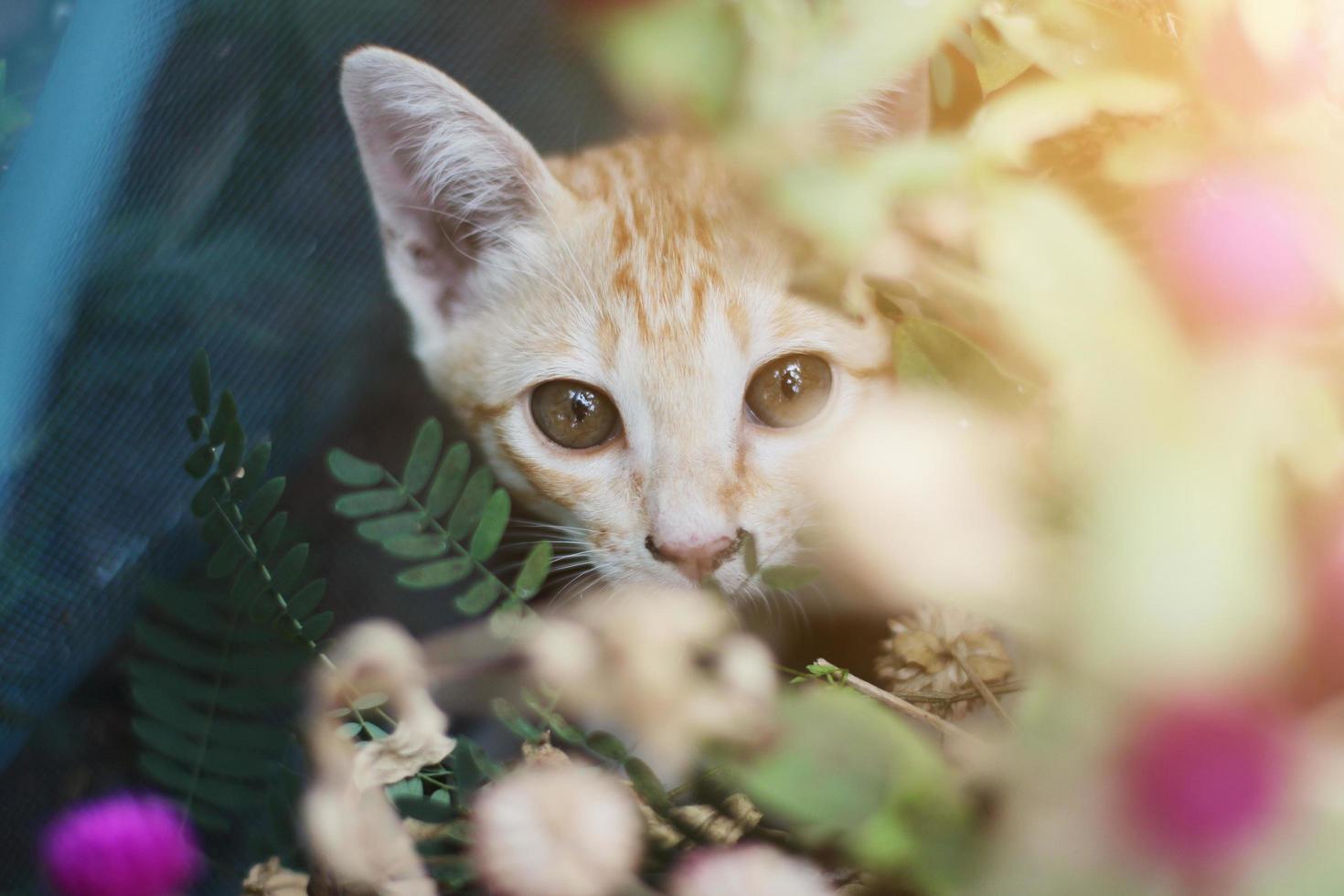 Kitten orange striped cat enjoy and relax on wooden terrace with natural sunlight photo