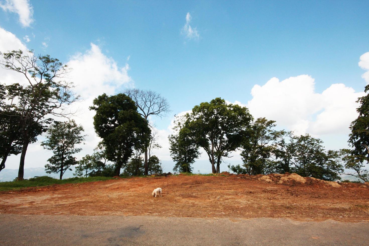 White dog find food on side road on the mountain with blue sky photo