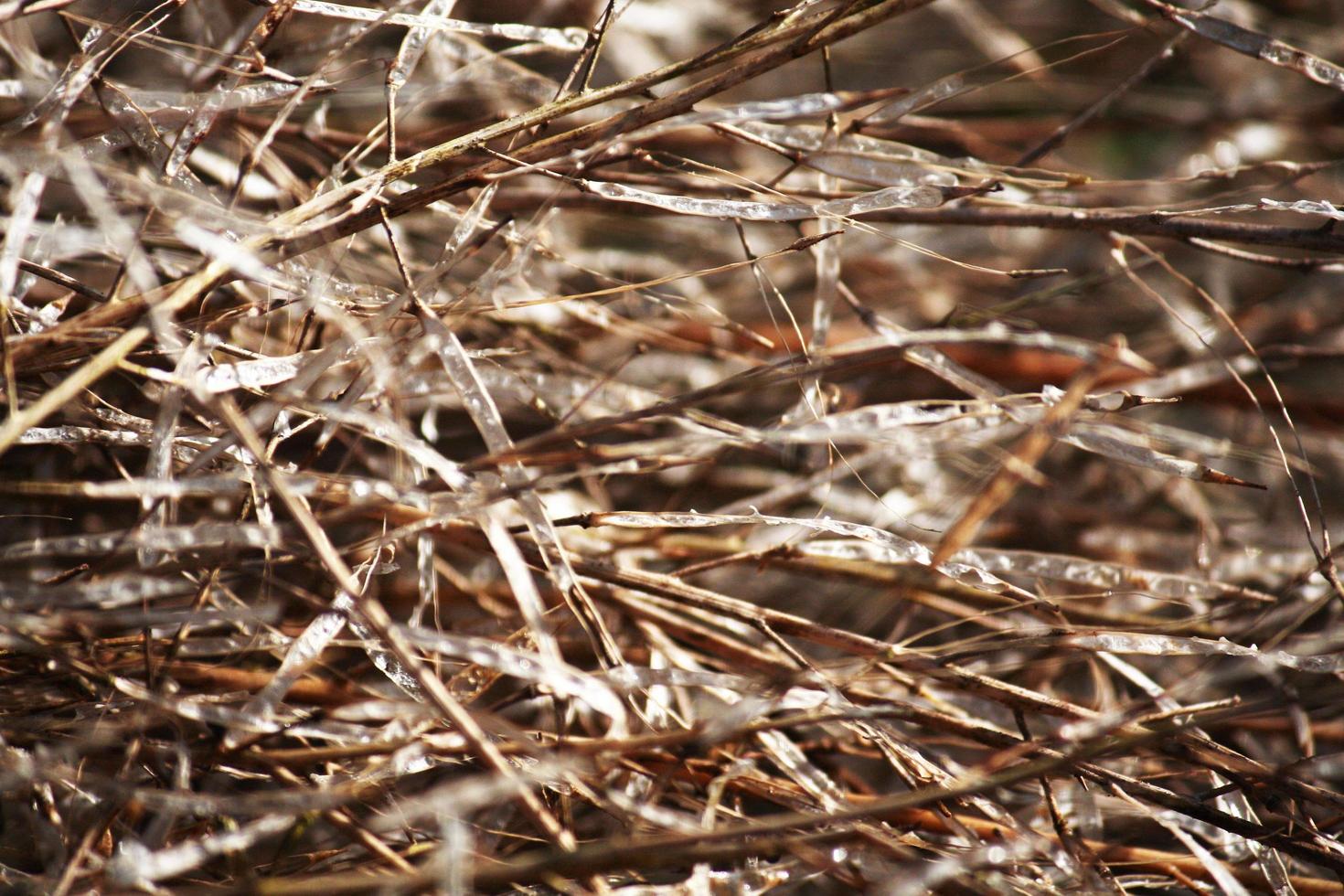 Dry leaf on brunch with sunlight in nature park and forest photo