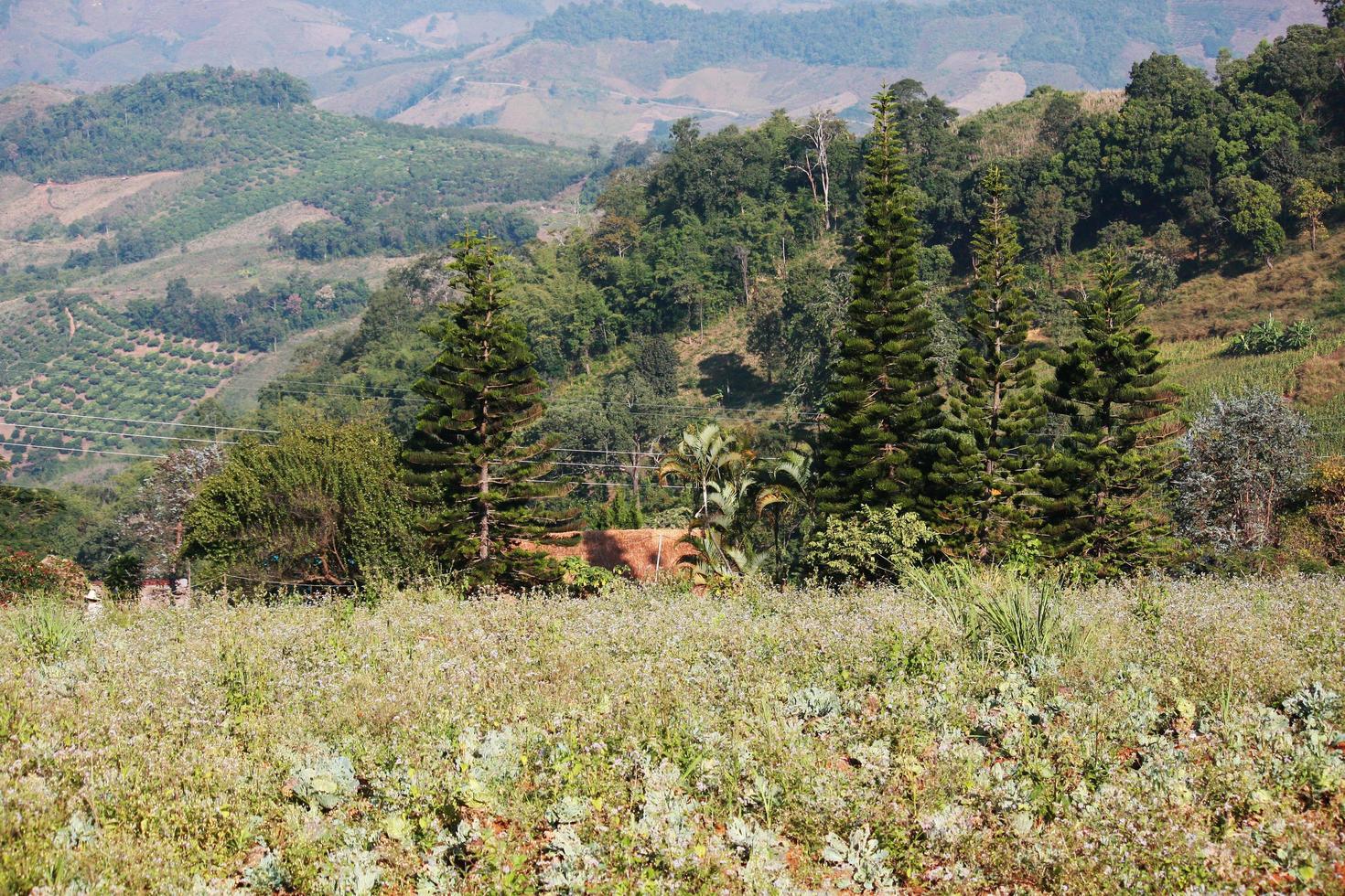 Aerial view of highland with flowers grass and Strawberry Farm on hill in blue sky on the valley mountain in Thailand photo