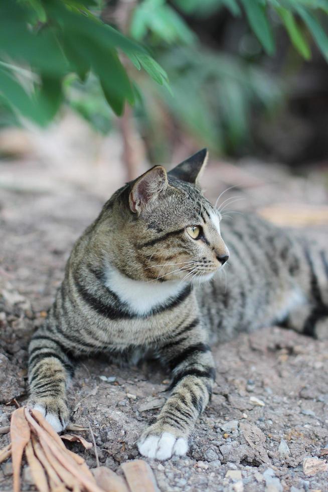 Grey striped cat enjoy and relax on Soil floor in garden with natural sunlight photo