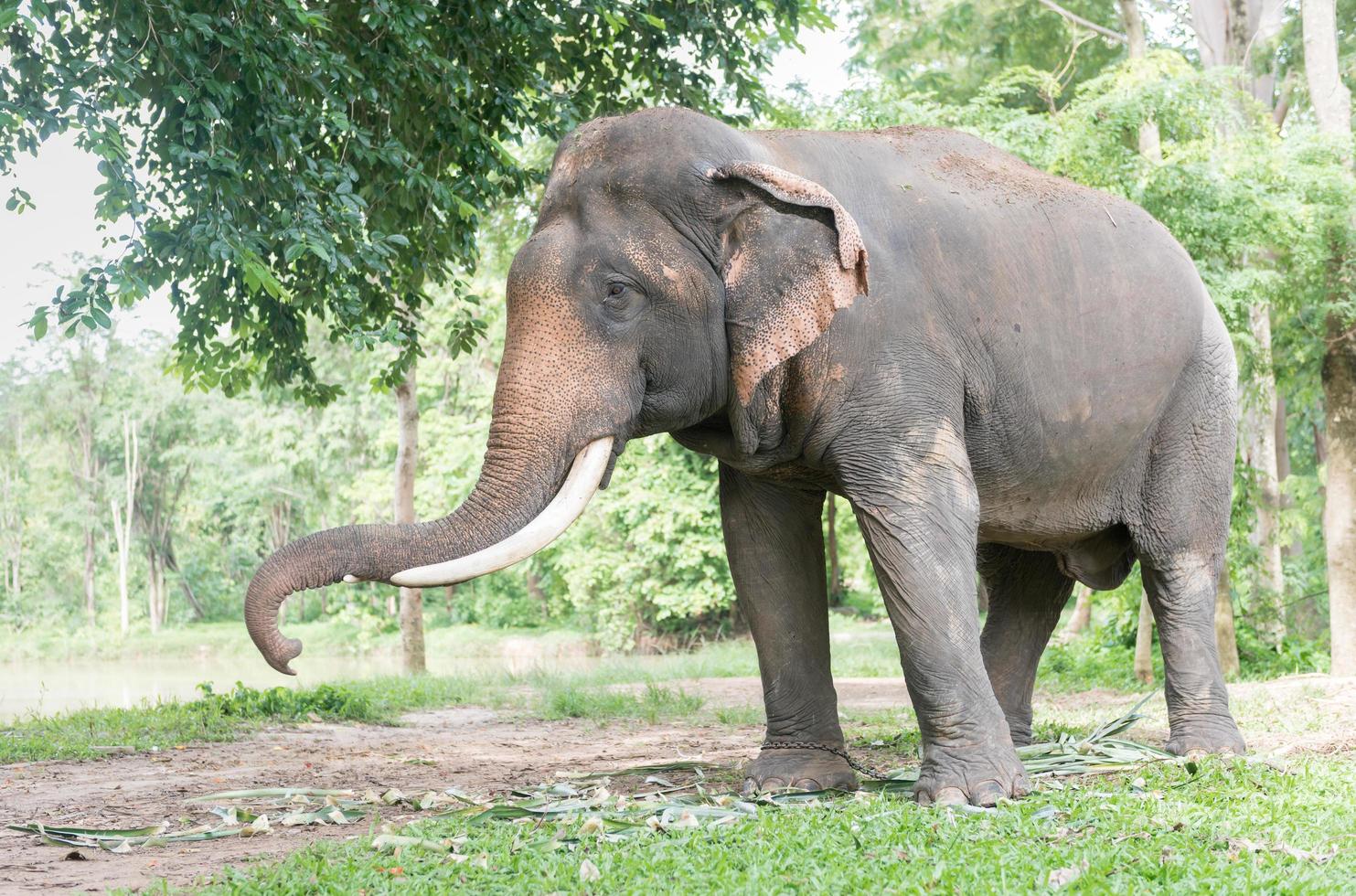 Big Thai elephant in forest,reserve animal photo