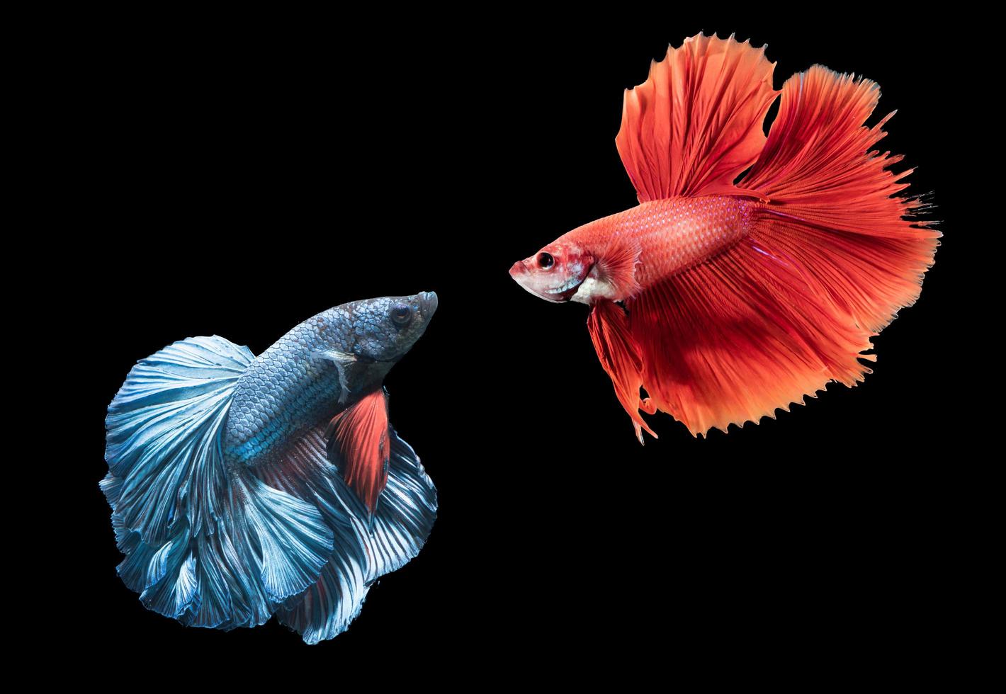 blue and red siamese fighting fish on black photo