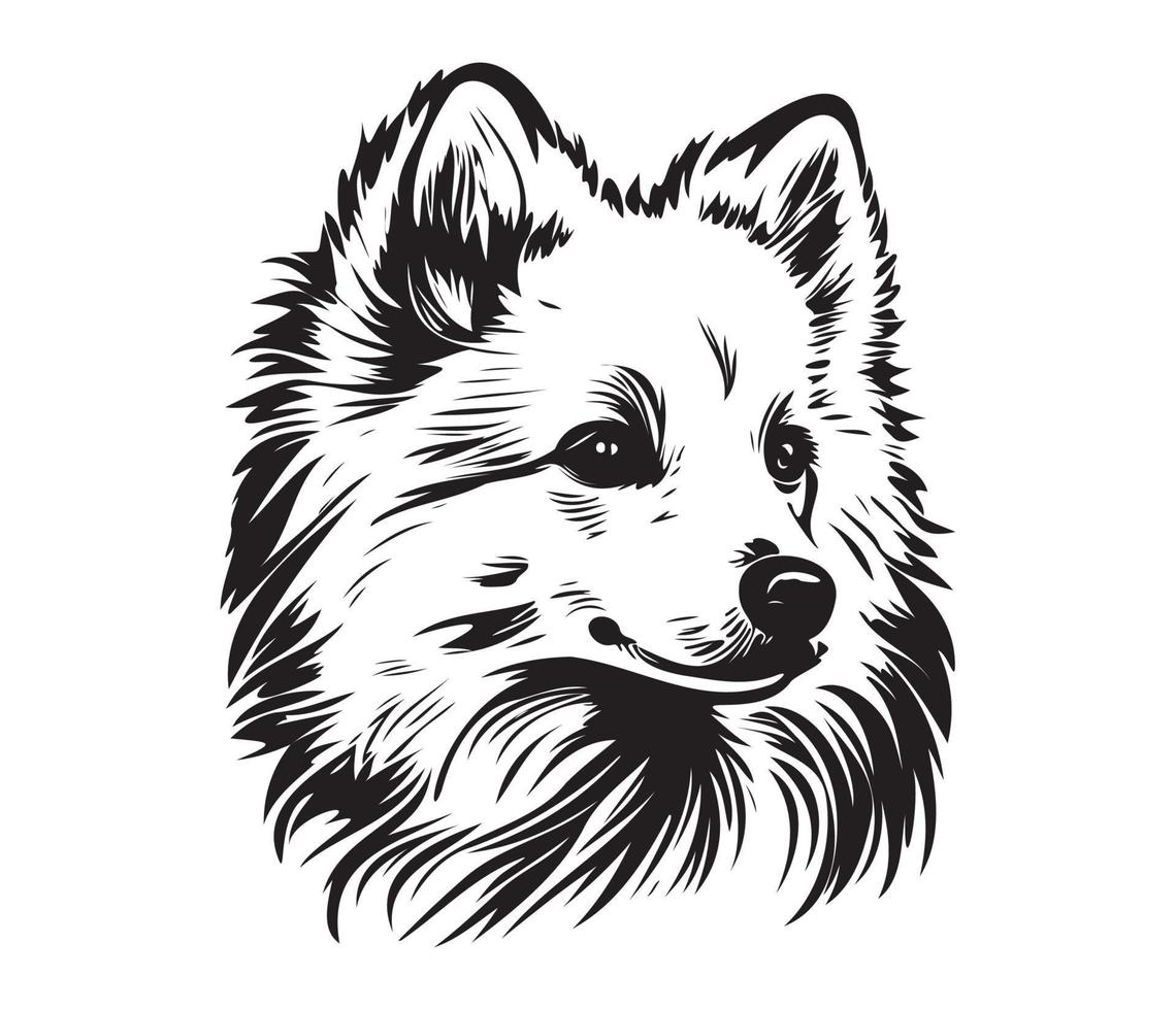 American Eskimo Dog Face, Silhouettes Dog Face, black and white American Eskimo Dog vector