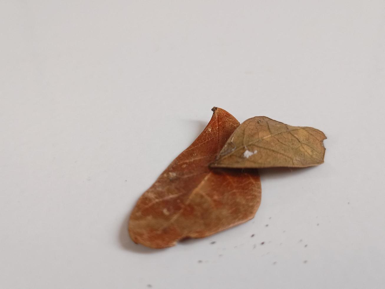 Close up of dried leaves, in a white background photo