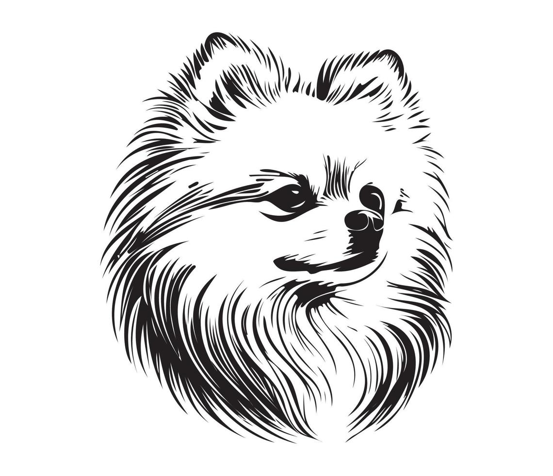 pomeranio rostro, silueta perro rostro, negro y blanco pomeranio vector