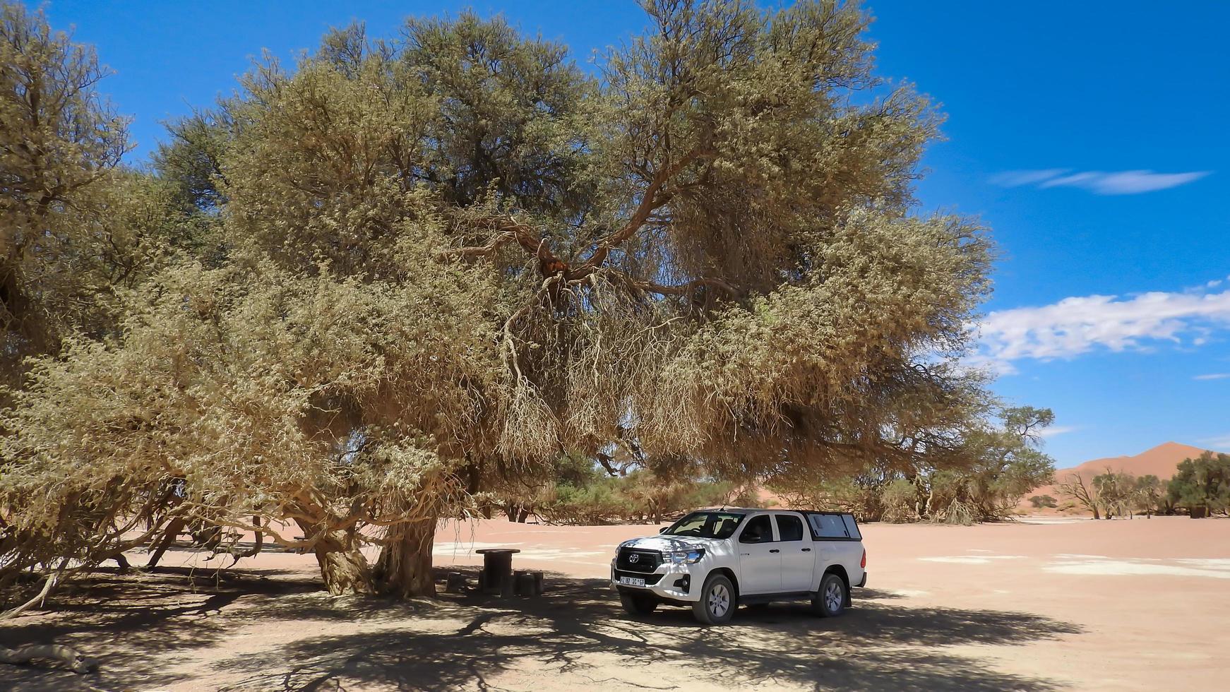 Sossusvlei, Namibia, 2021 Off-road vehicle parked in the shade of a camel thorn tree photo