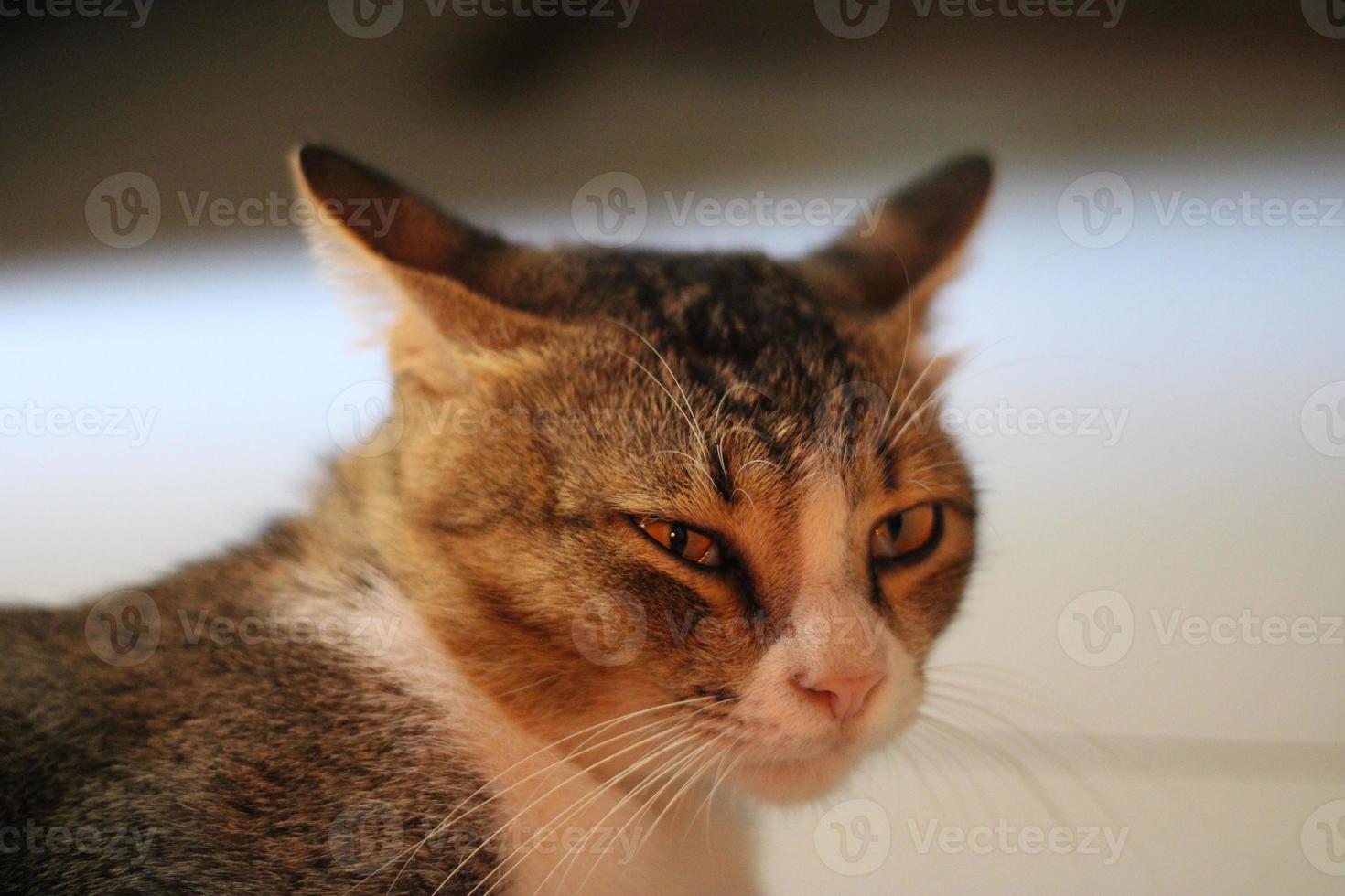 photo of a cat resting relaxed