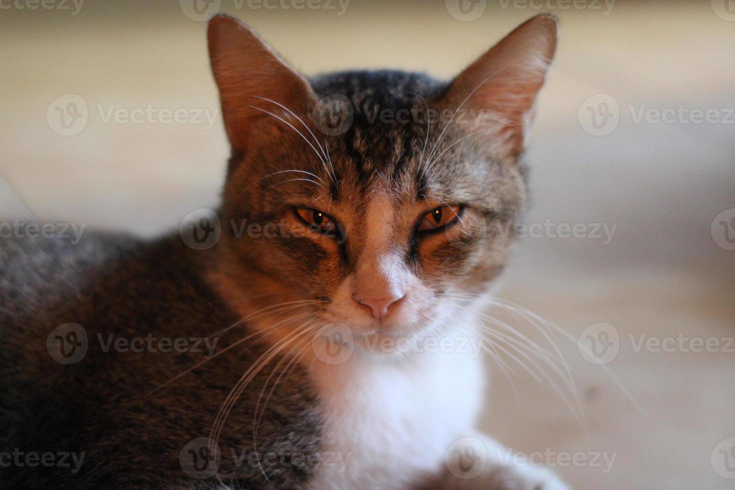 foto de un gato descansando relajado