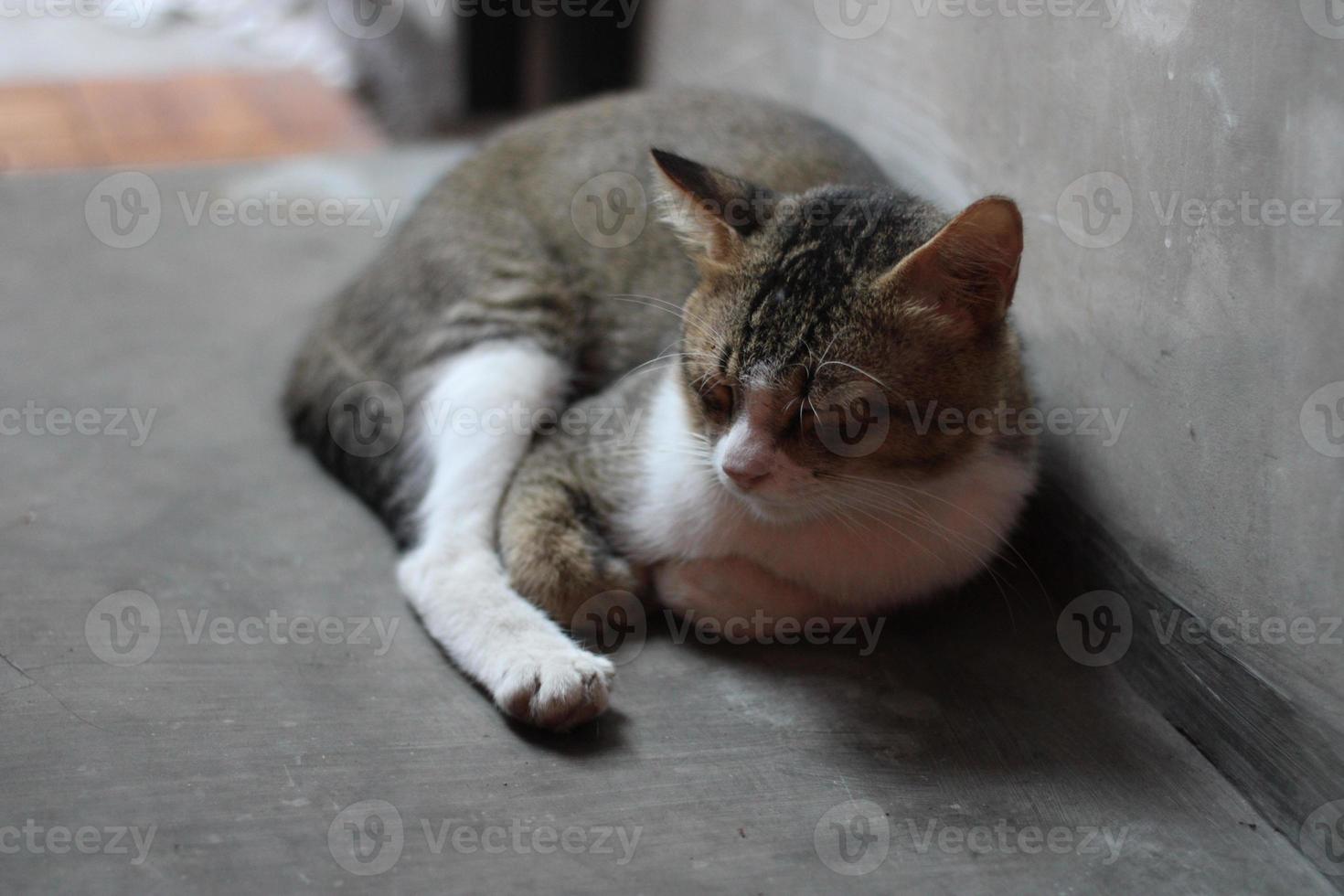 pose of a cat sitting relaxed photo