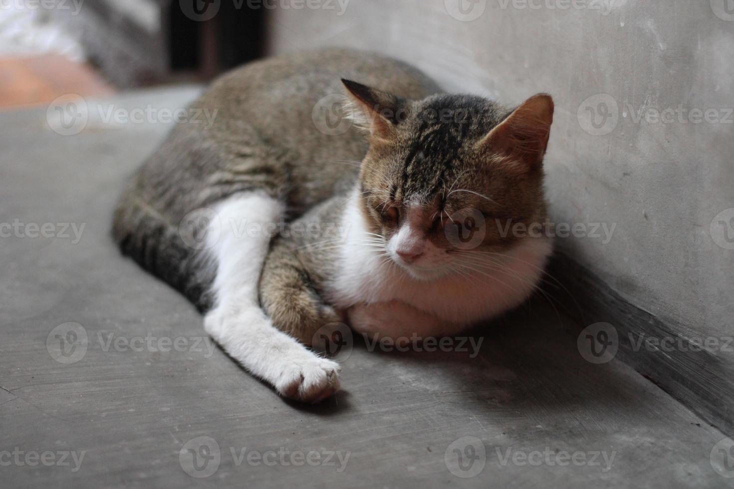 pose of a cat sitting relaxed photo