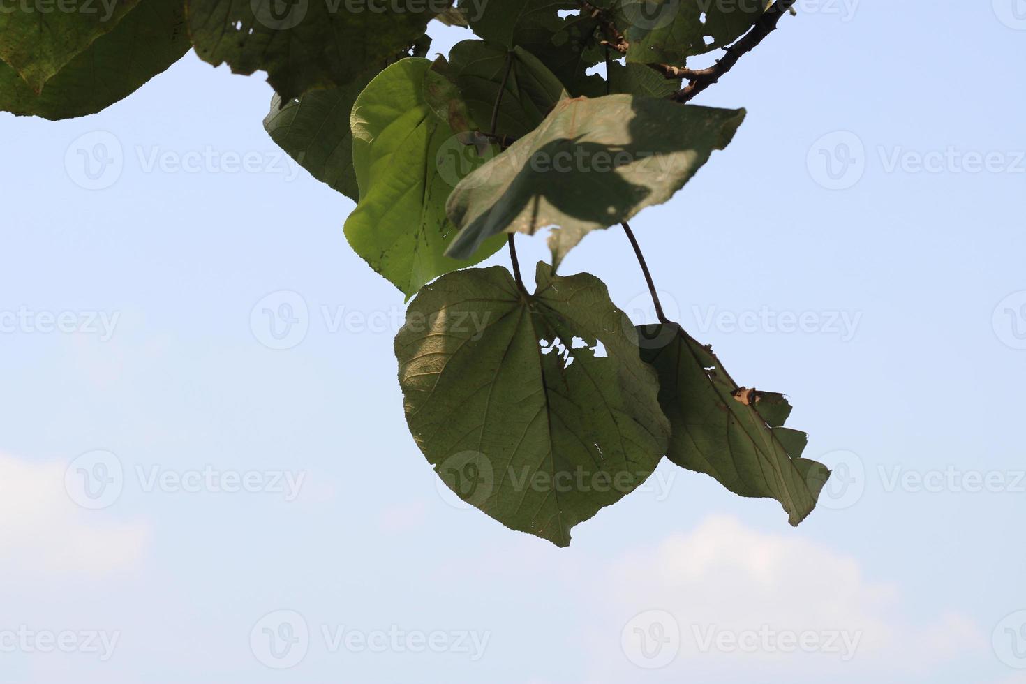 small leaf photo hanging above