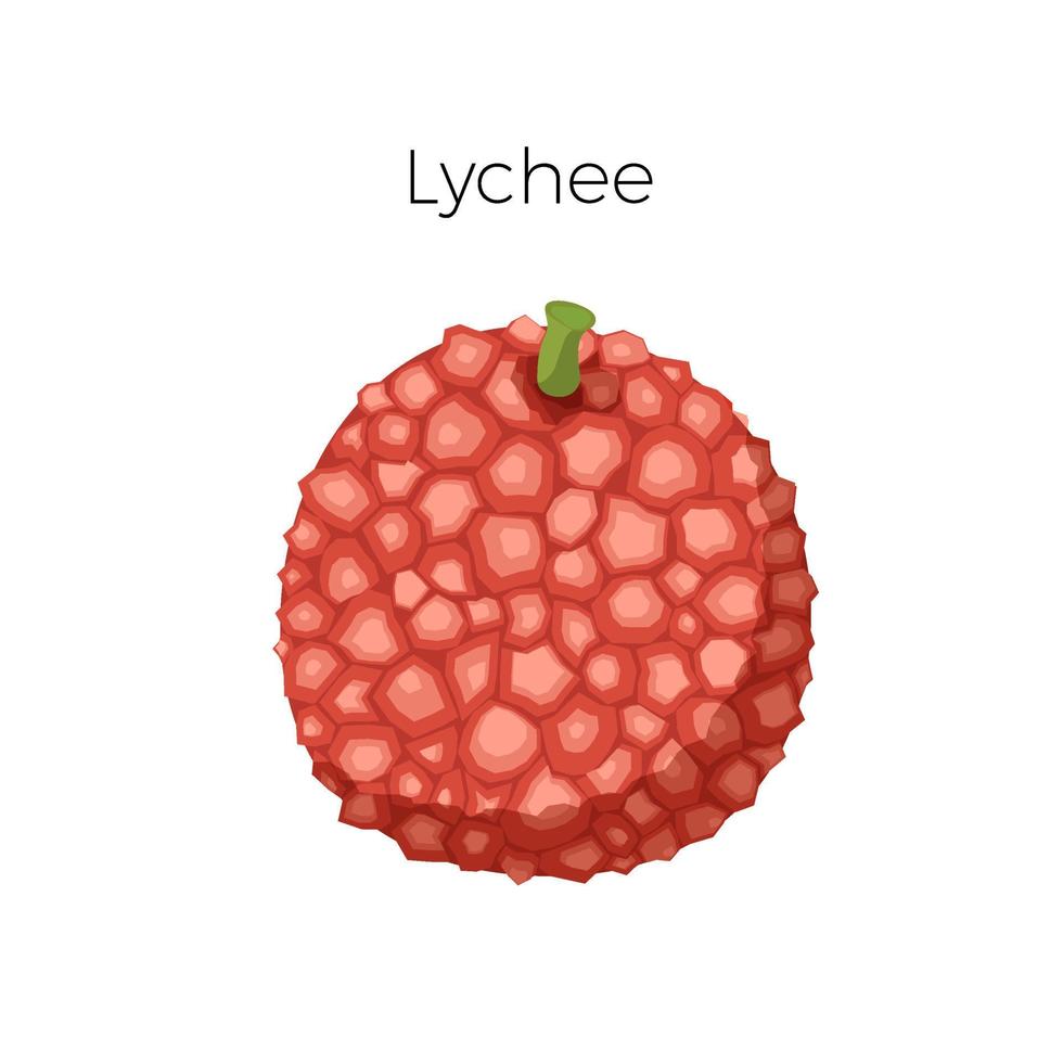 Lychee exotic fruit. fresh and helthy food. Vector illustration isolated on white