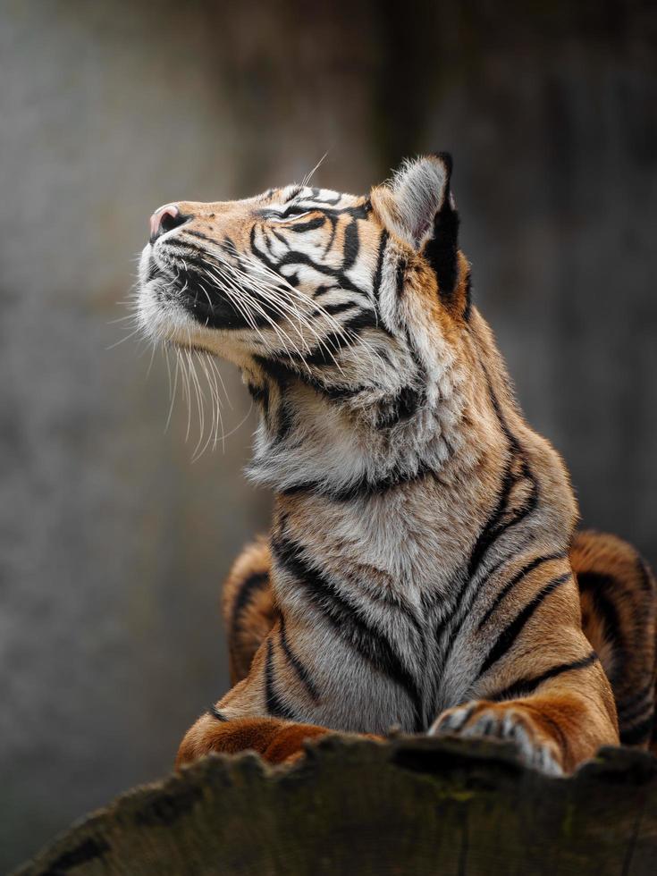 Sumatran tiger in zoo photo