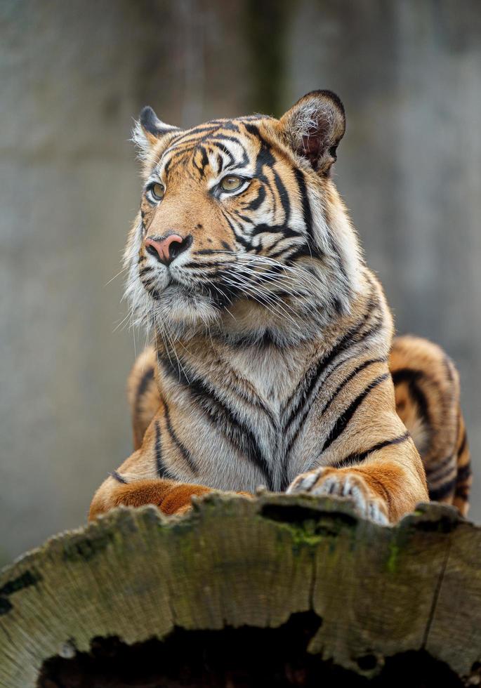 Sumatran tiger in zoo photo