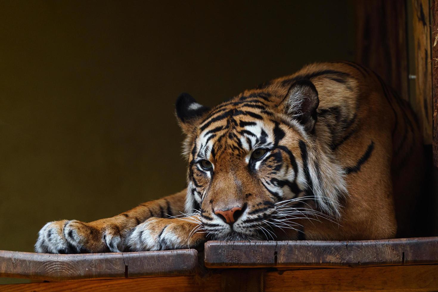 Sumatran tiger in zoo photo