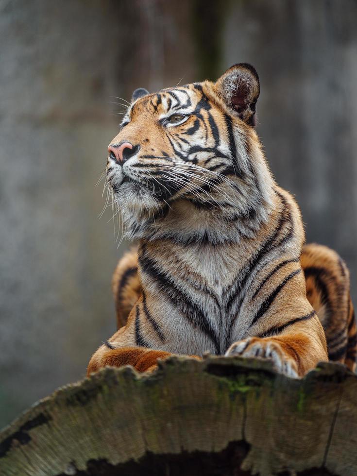 Sumatran tiger in zoo photo