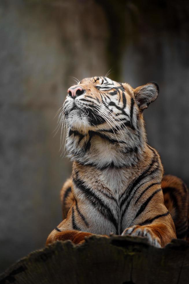 Sumatran tiger in zoo photo