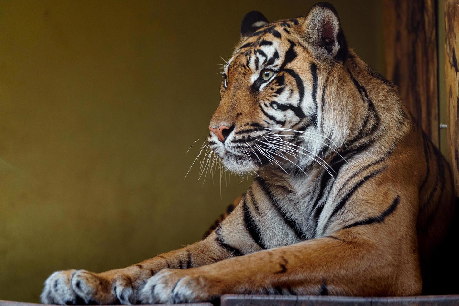 Sumatran tiger in zoo photo