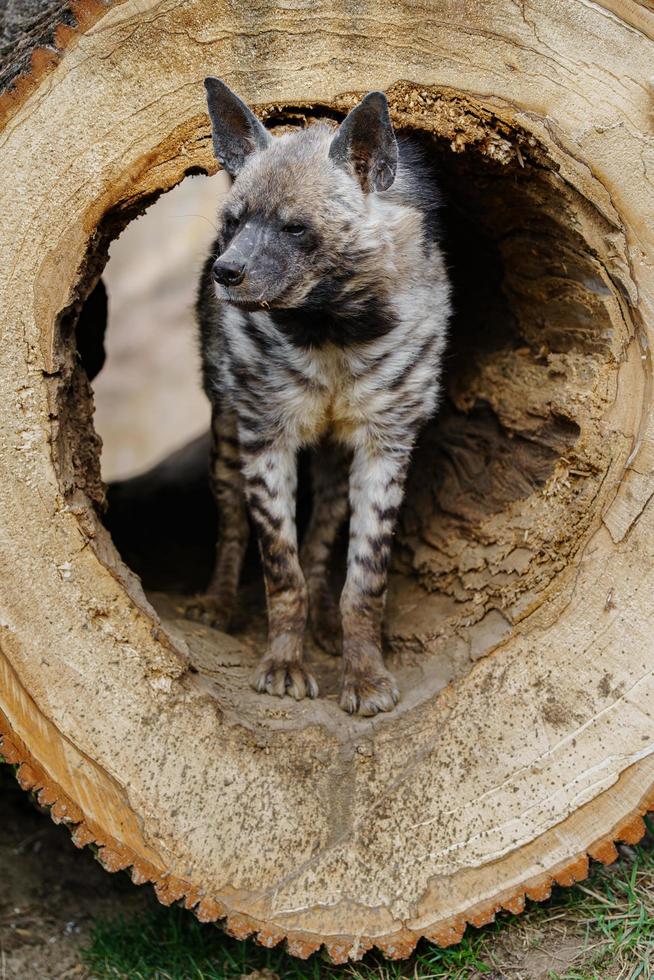 Arabian striped hyaena photo