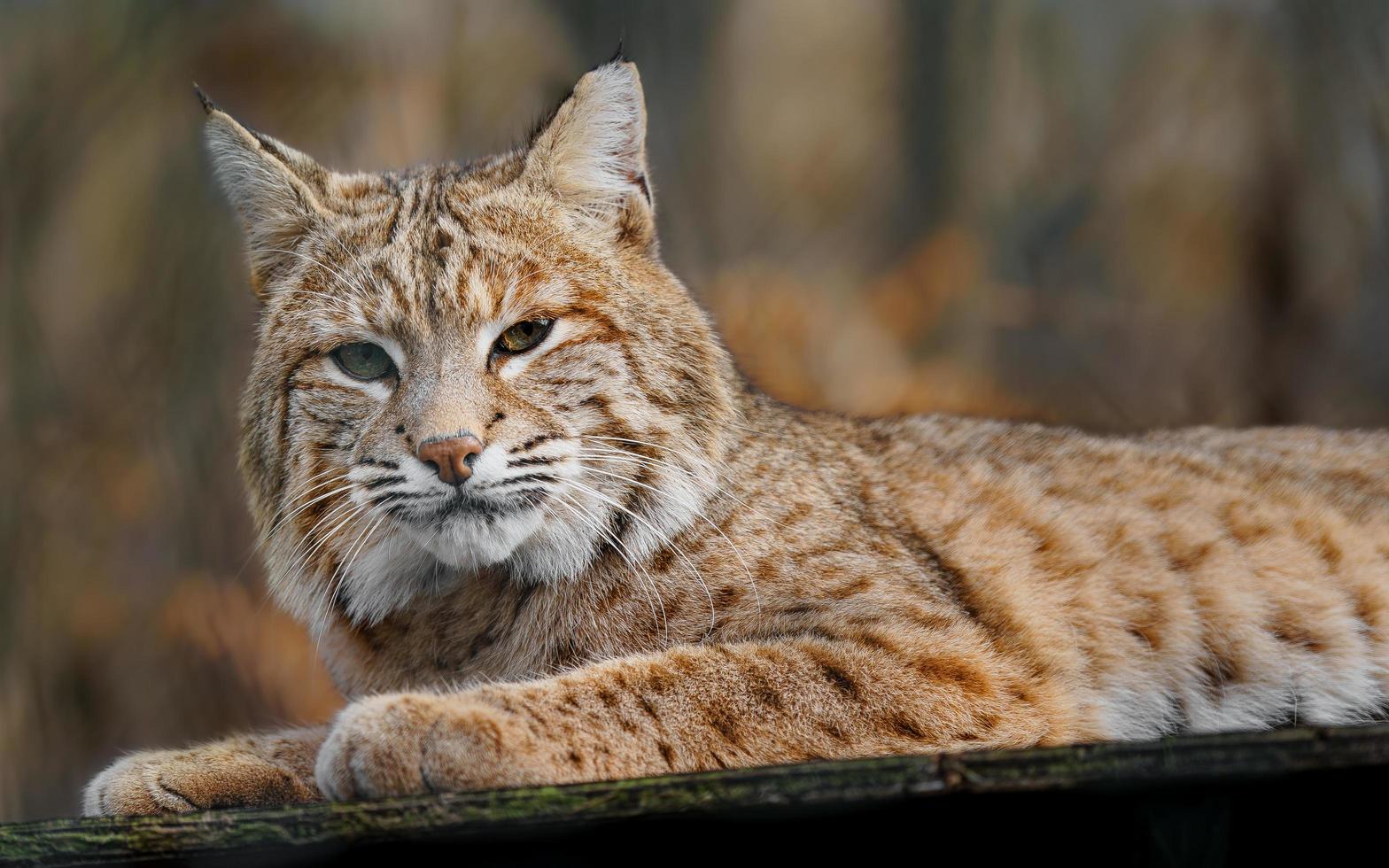 retrato de lince foto