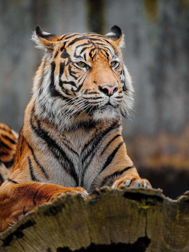 Sumatran tiger in zoo photo