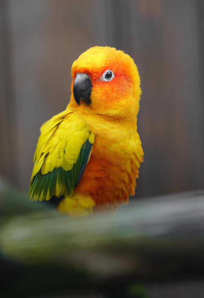 Sun parakeet on branch photo