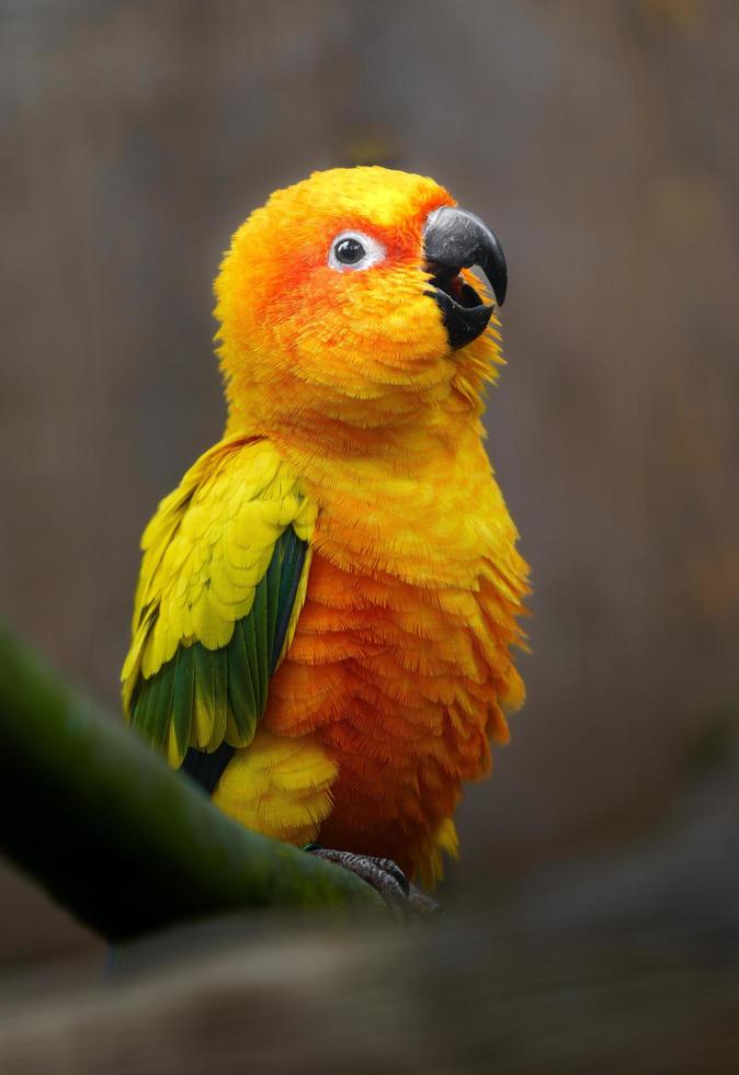 Sun parakeet on branch photo