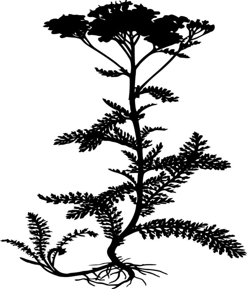 Vector silhouette of plant on white background