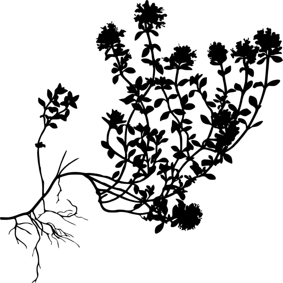 Vector silhouette of plant on white background