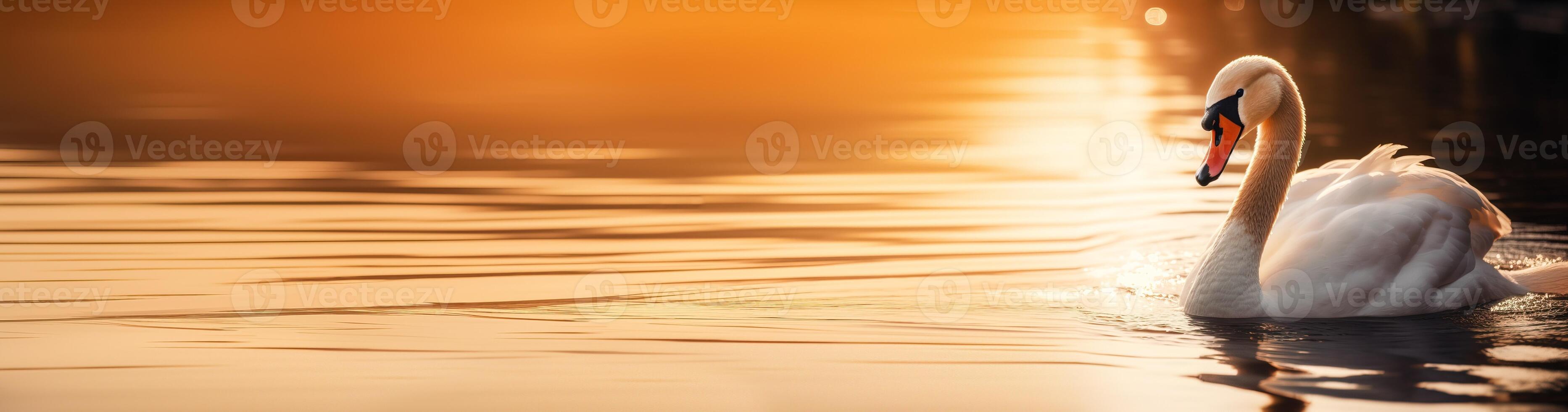 Banner white swan in a lake in sunset lights. photo