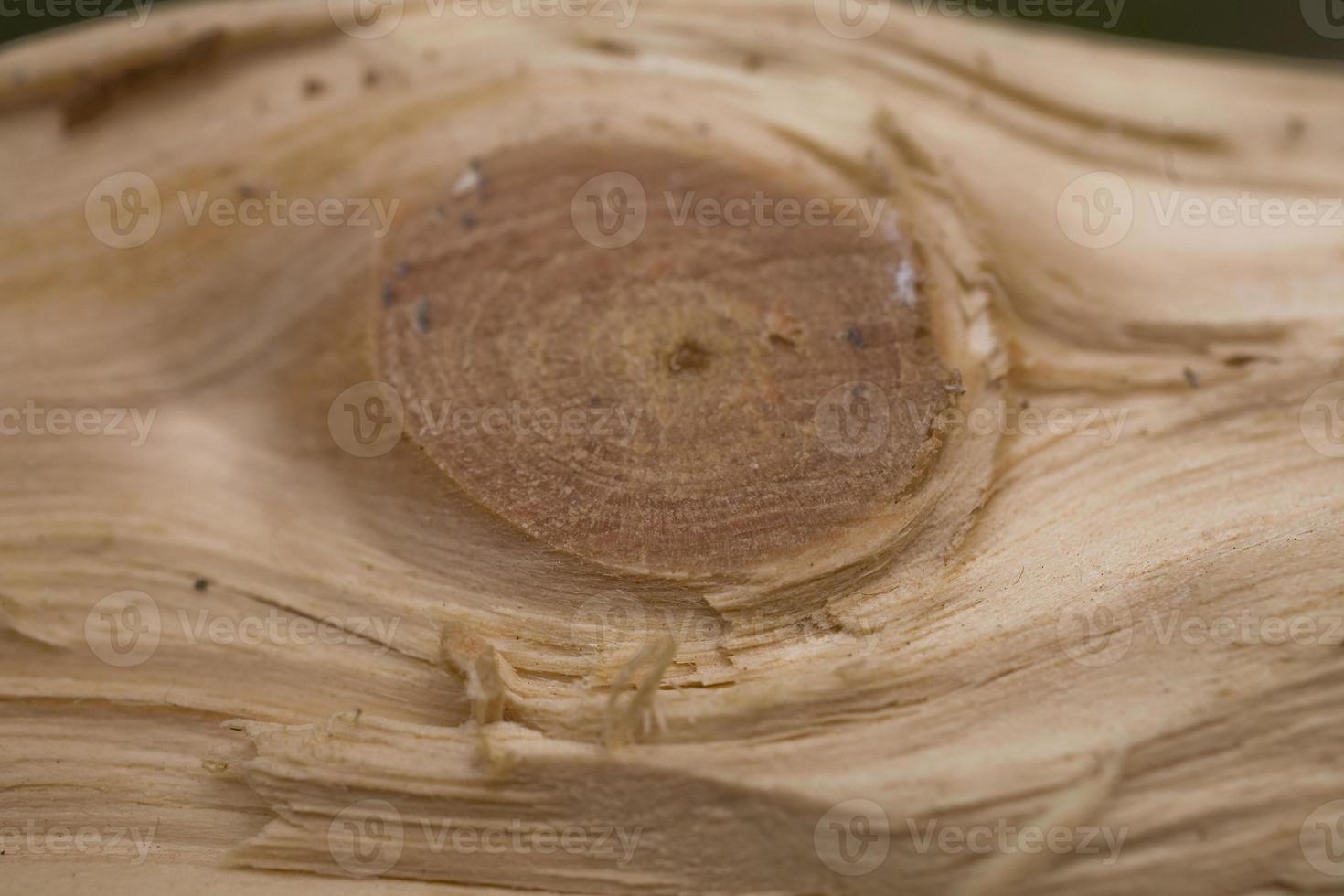 Tree trunk after being cut, background photo