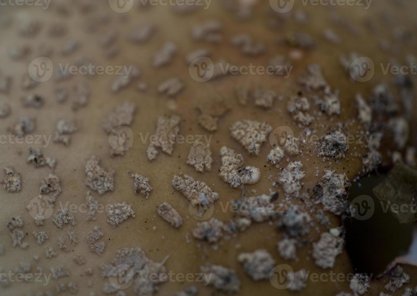 background with an abstract texture of a mushroom hat photo