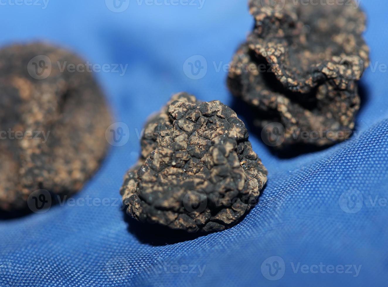 Wild fresh black winter truffle mushrooms close up background big size tuber instant print botanical stock photography photo