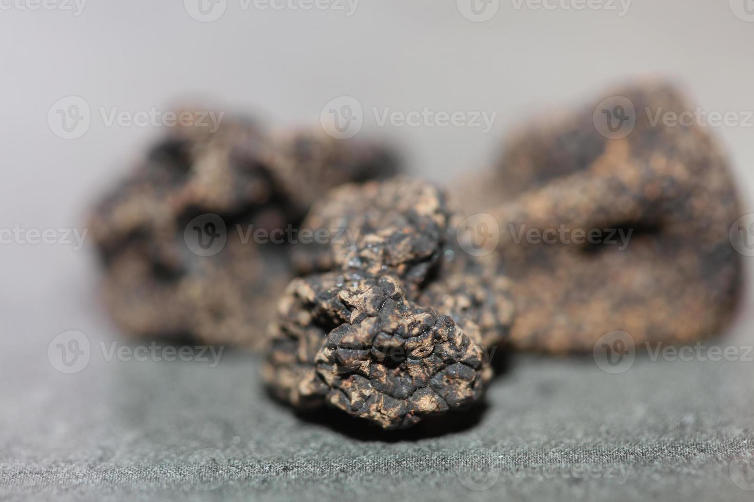 Wild fresh black winter truffle mushrooms close up background big size tuber instant print botanical stock photography photo