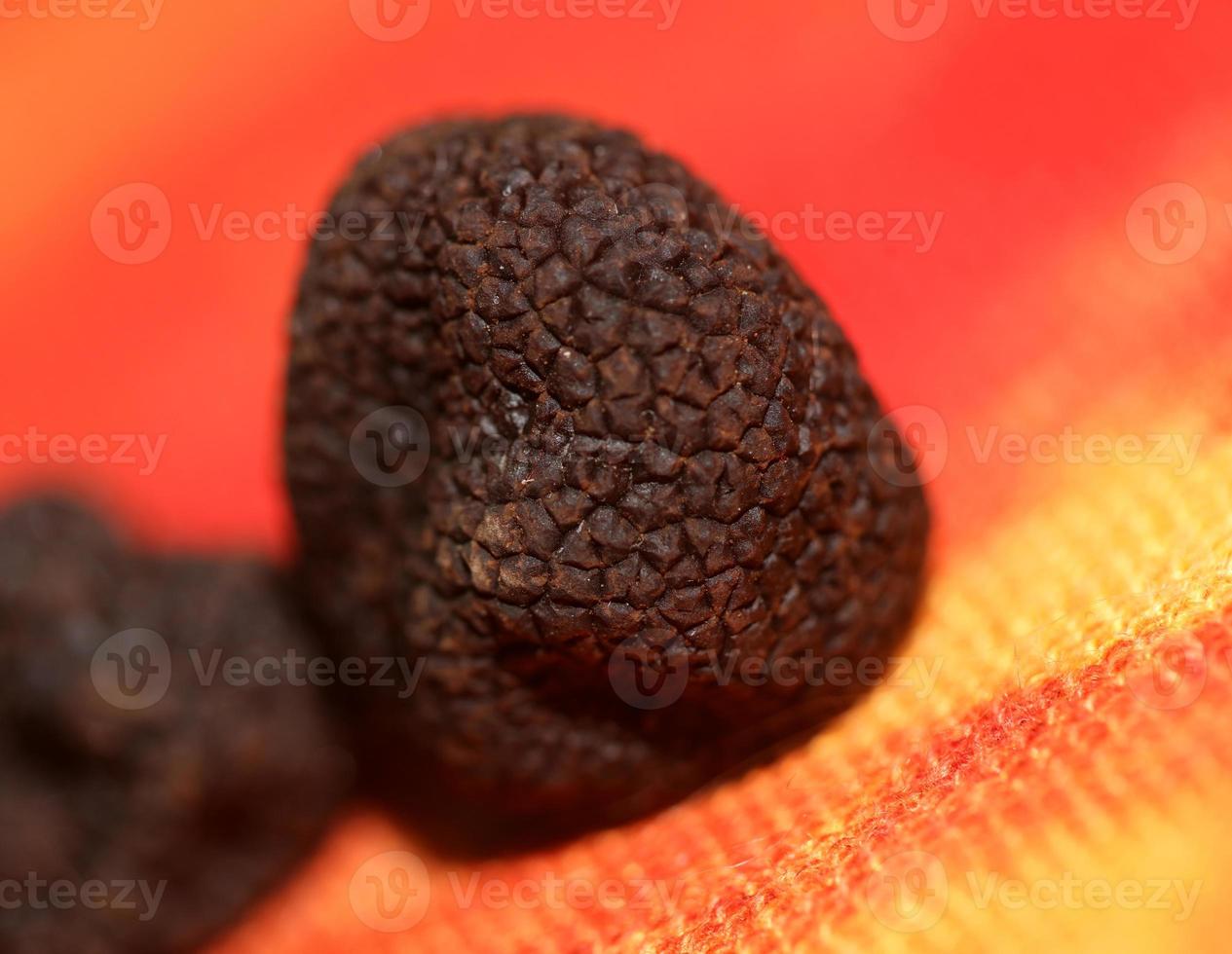 Black winter italian truffle mushroom macro background big size tuber aestivum instant print botanical stock photography photo