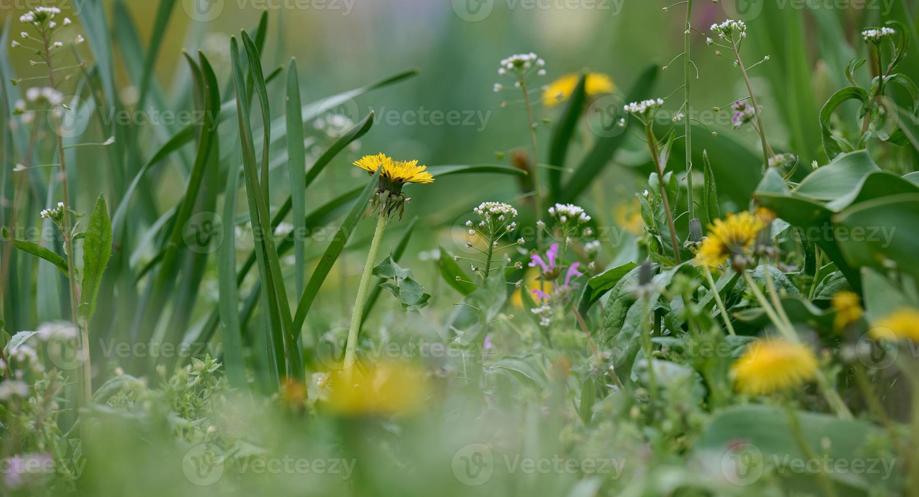 Green meadow with yellow blooming dandelions on a spring day photo