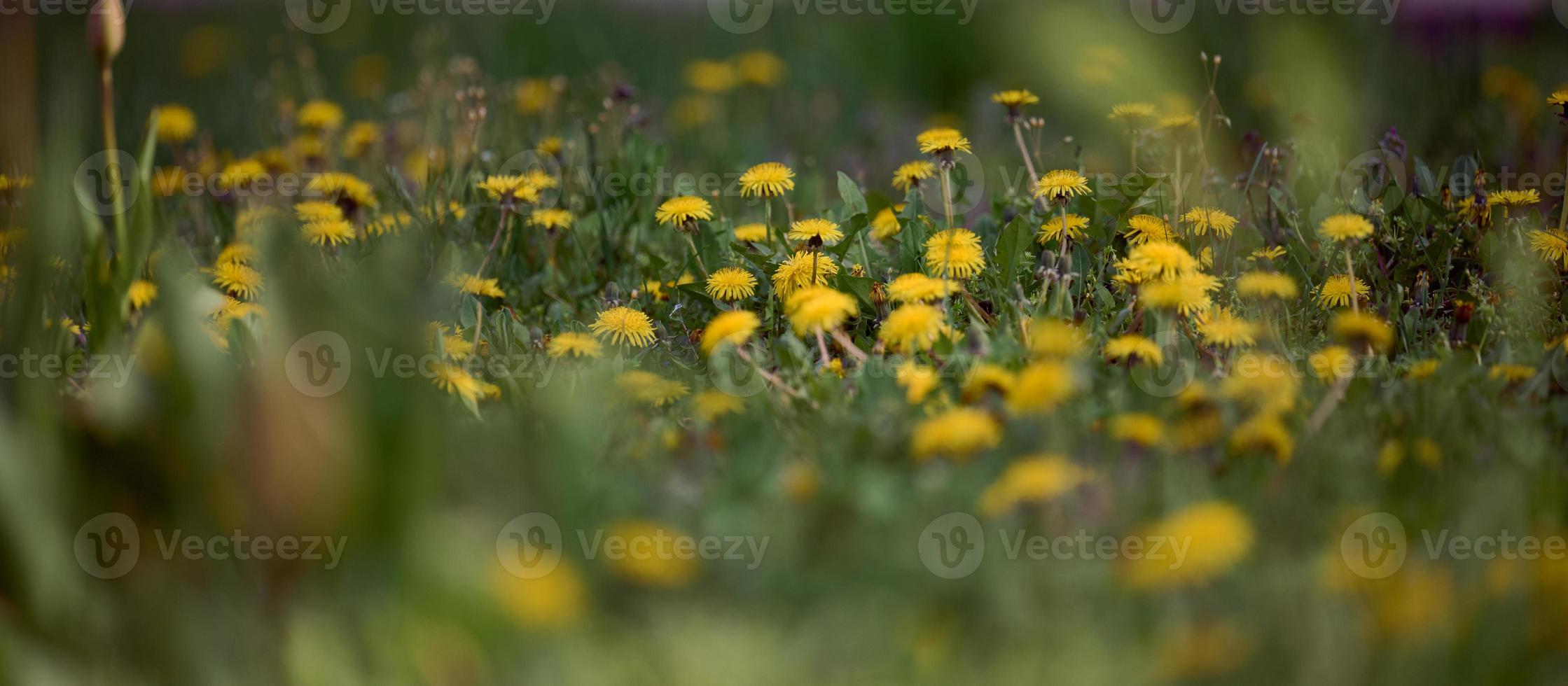 Green meadow with yellow blooming dandelions on a spring day photo