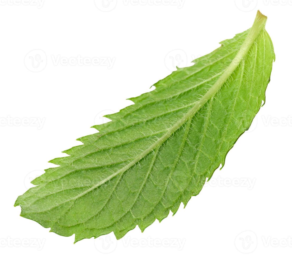 Green mint leaf on white isolated background photo