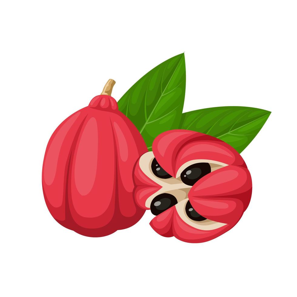 vector ilustración de ackee fruta, además conocido como ankyle, achee, akee, ackee manzana o sí, científico nombre blighia sápida, aislado en blanco antecedentes.