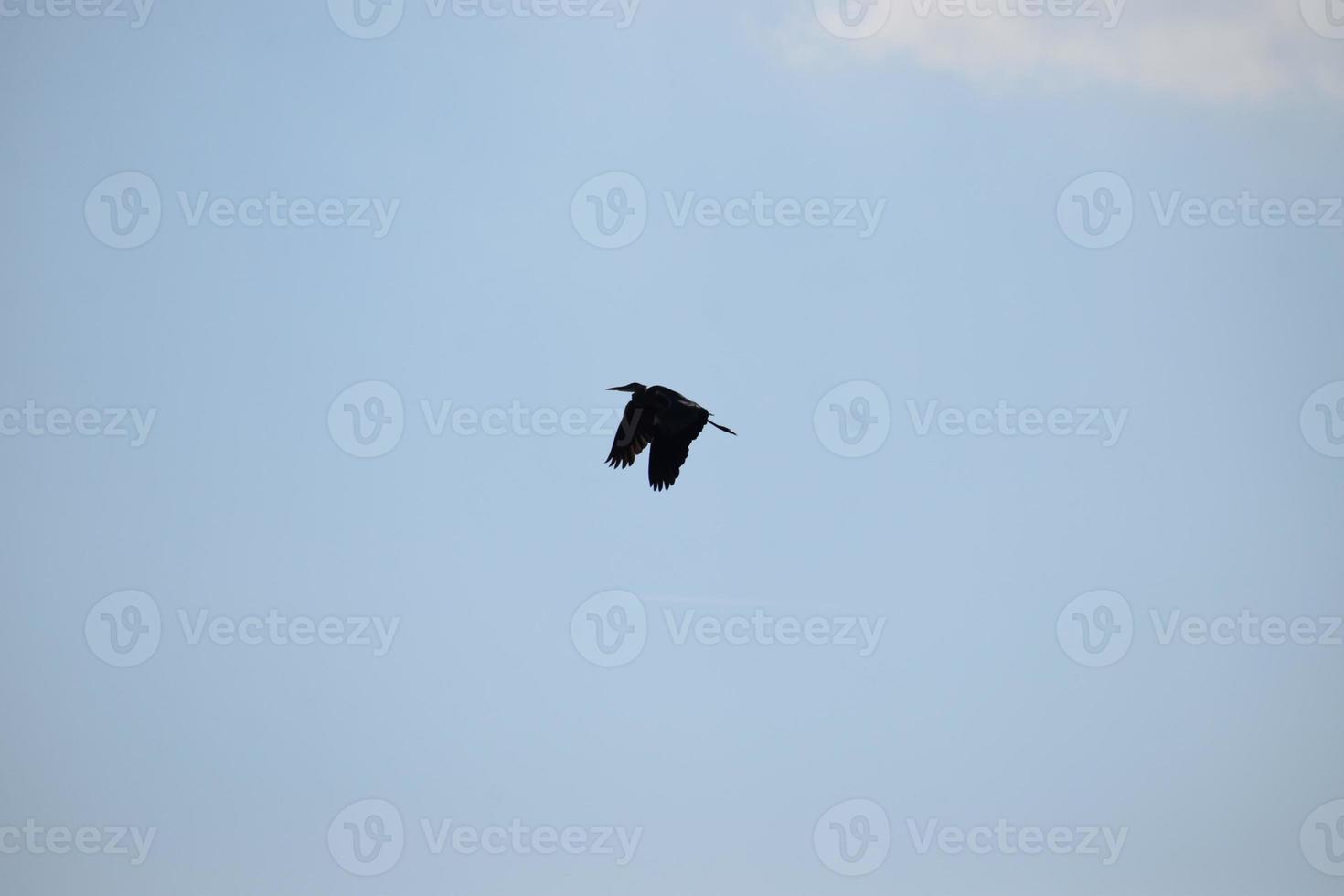 pájaro en el cielo foto