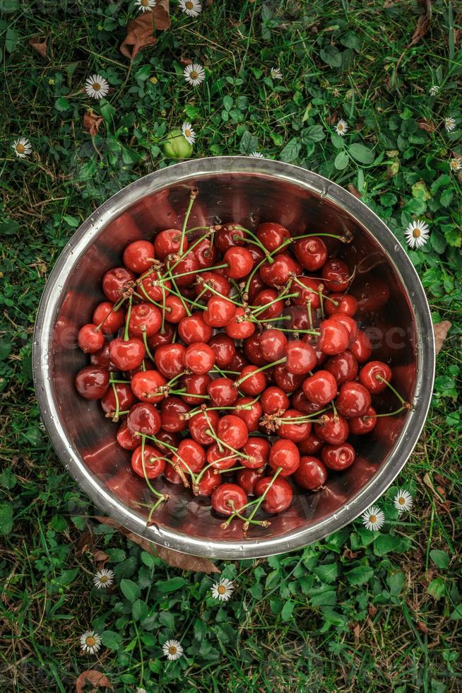 Organic cherries in the bowl photo