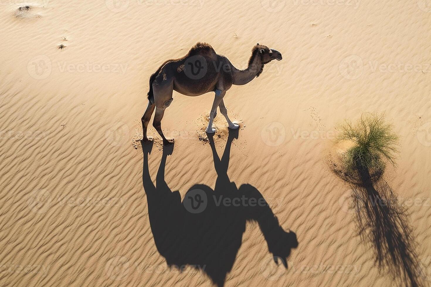 A camel casts its shadow on the sand in the desert. View from the top. photo